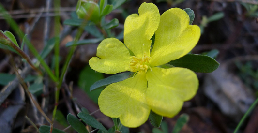 Hibbertia obtusifolia