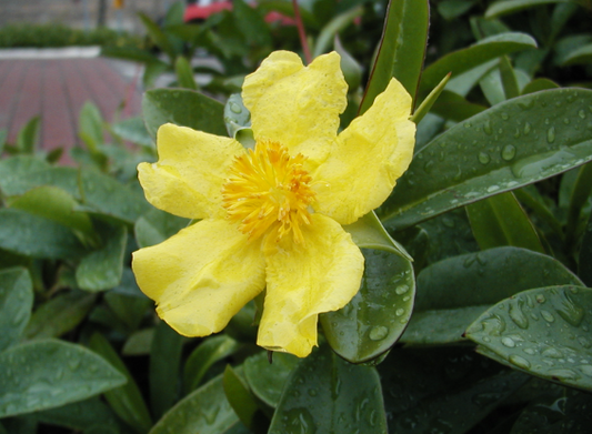 Hibbertia scandens