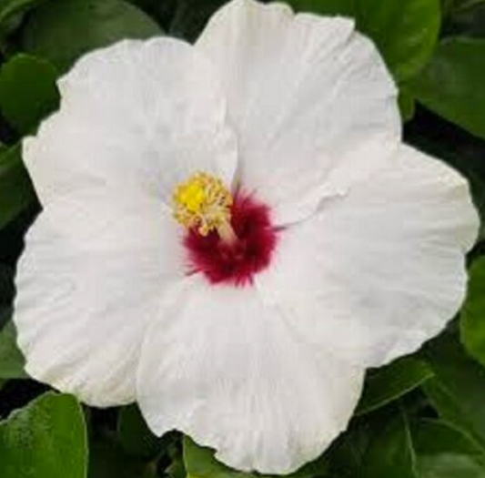 Hibiscus Rio Clara Jam Drop