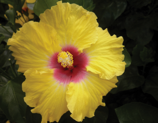Hibiscus Rio Clara Sunshine Yellow