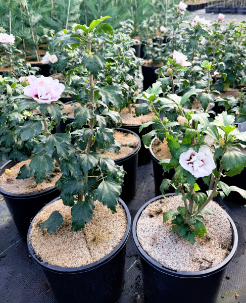 Hibiscus syriacus Double Pale Pink