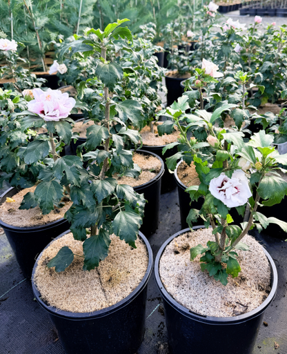 Hibiscus syriacus Double Pale Pink