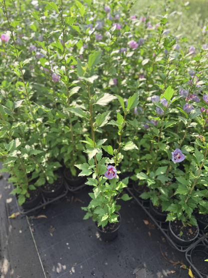 Hibiscus syriacus Purple