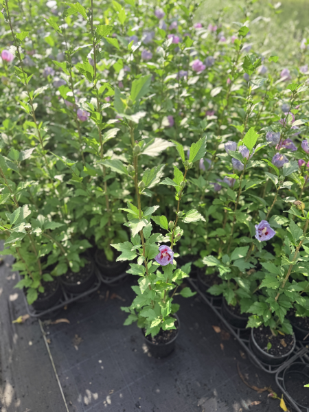 Hibiscus syriacus Purple