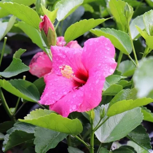 Hibiscus rosa sinensis 'Adonicus Pink Flamenco'