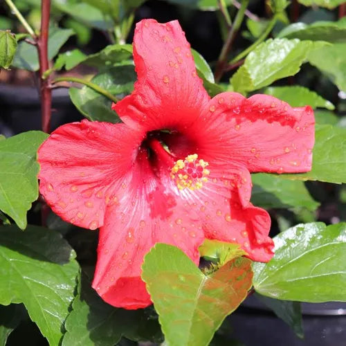 Hibiscus rosa sinensis 'Adonicus Red Flamenco'