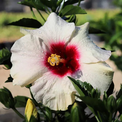 Hibiscus rosa sinensis 'Adonicus White Flamenco'