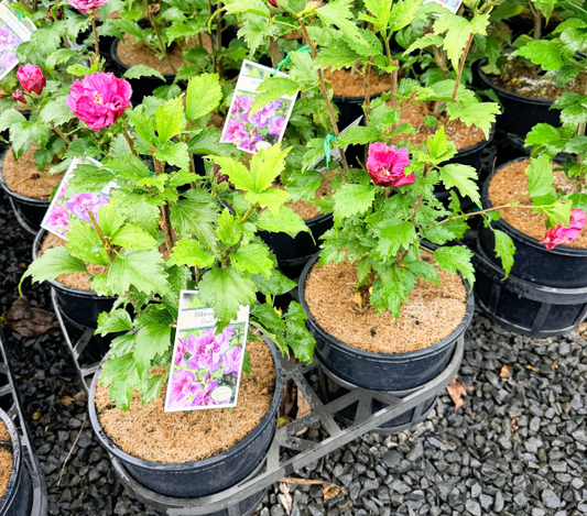 Hibiscus syriacus Double Plum