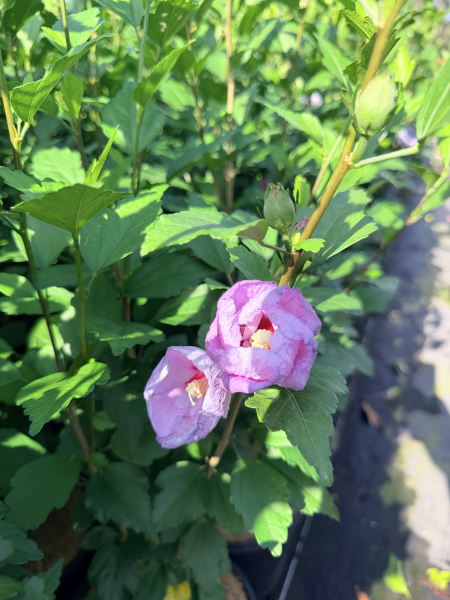 Hibiscus syriacus Purple
