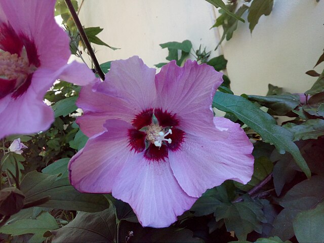 Hibiscus syriacus Purple