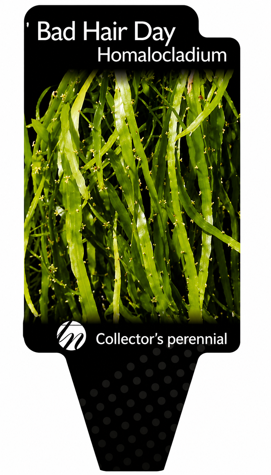the plant broker