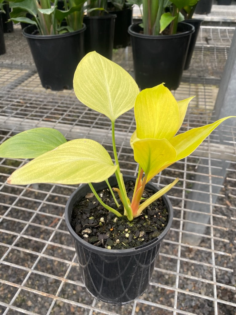 Homalomena 'Sunshine Green'