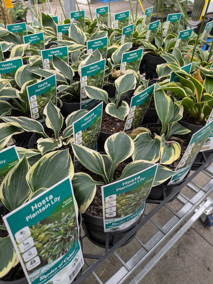 Hosta