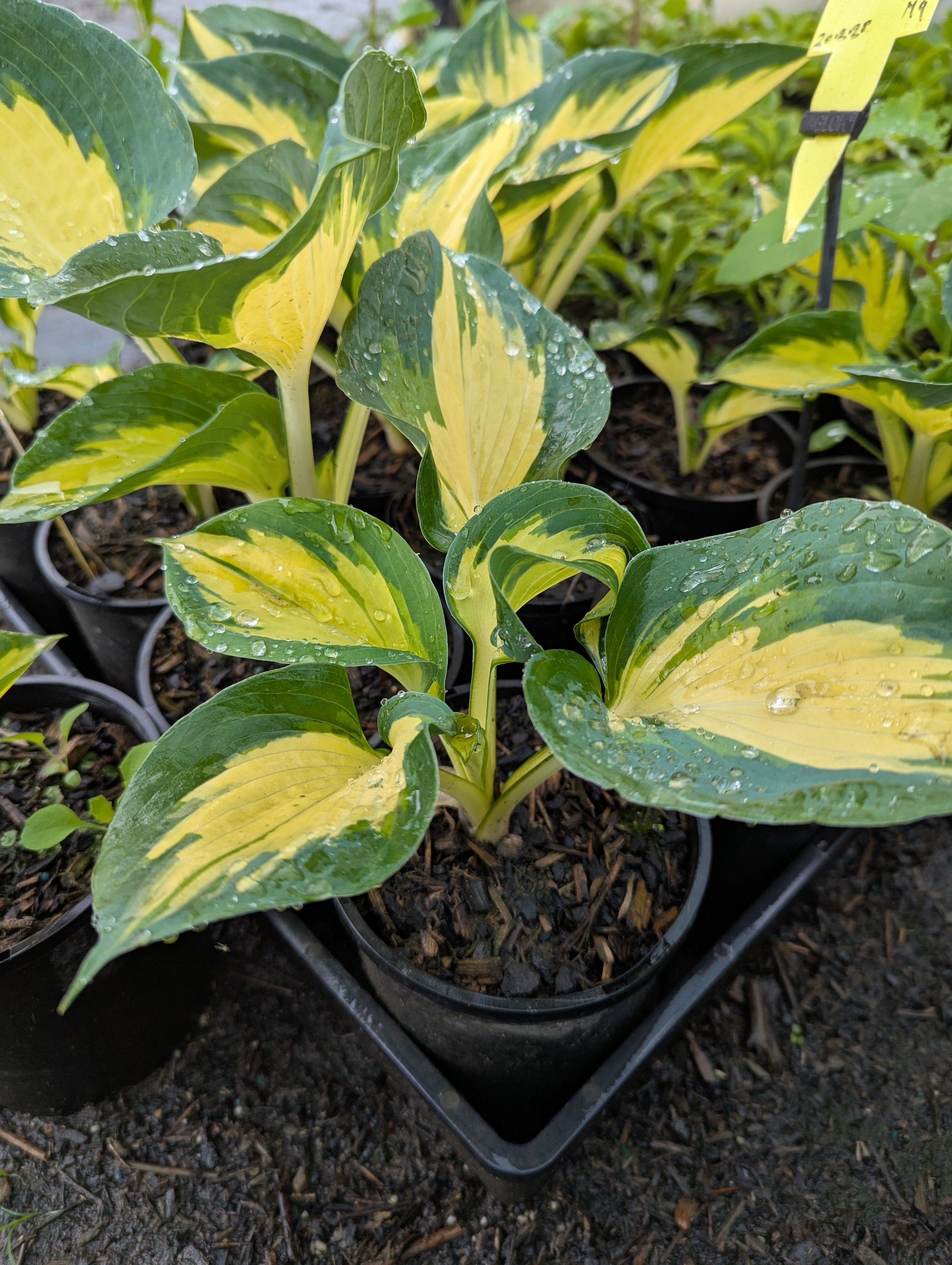 the plant broker