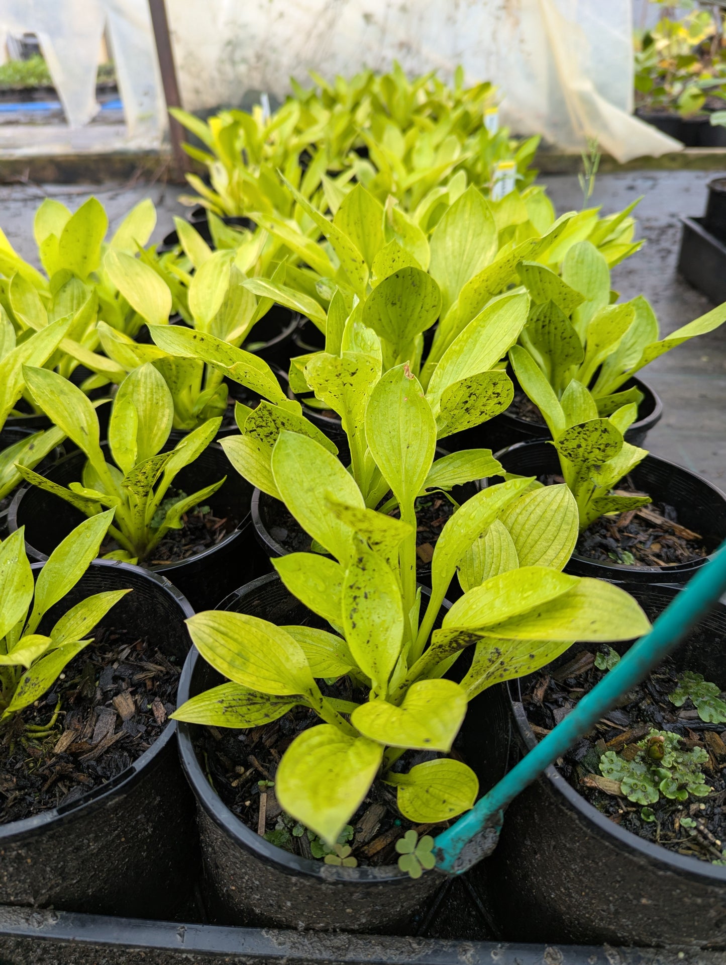 Hosta Blackfoot