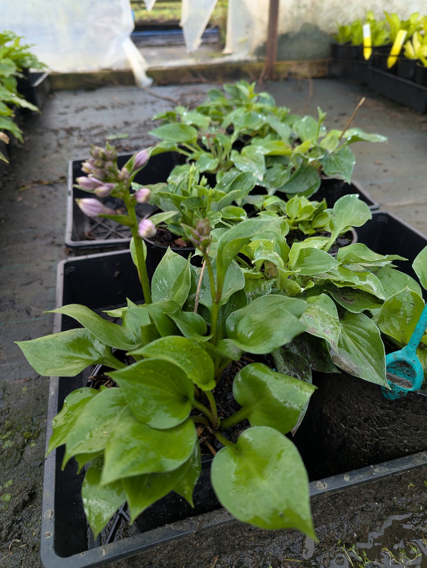 Hosta Forest Shadows