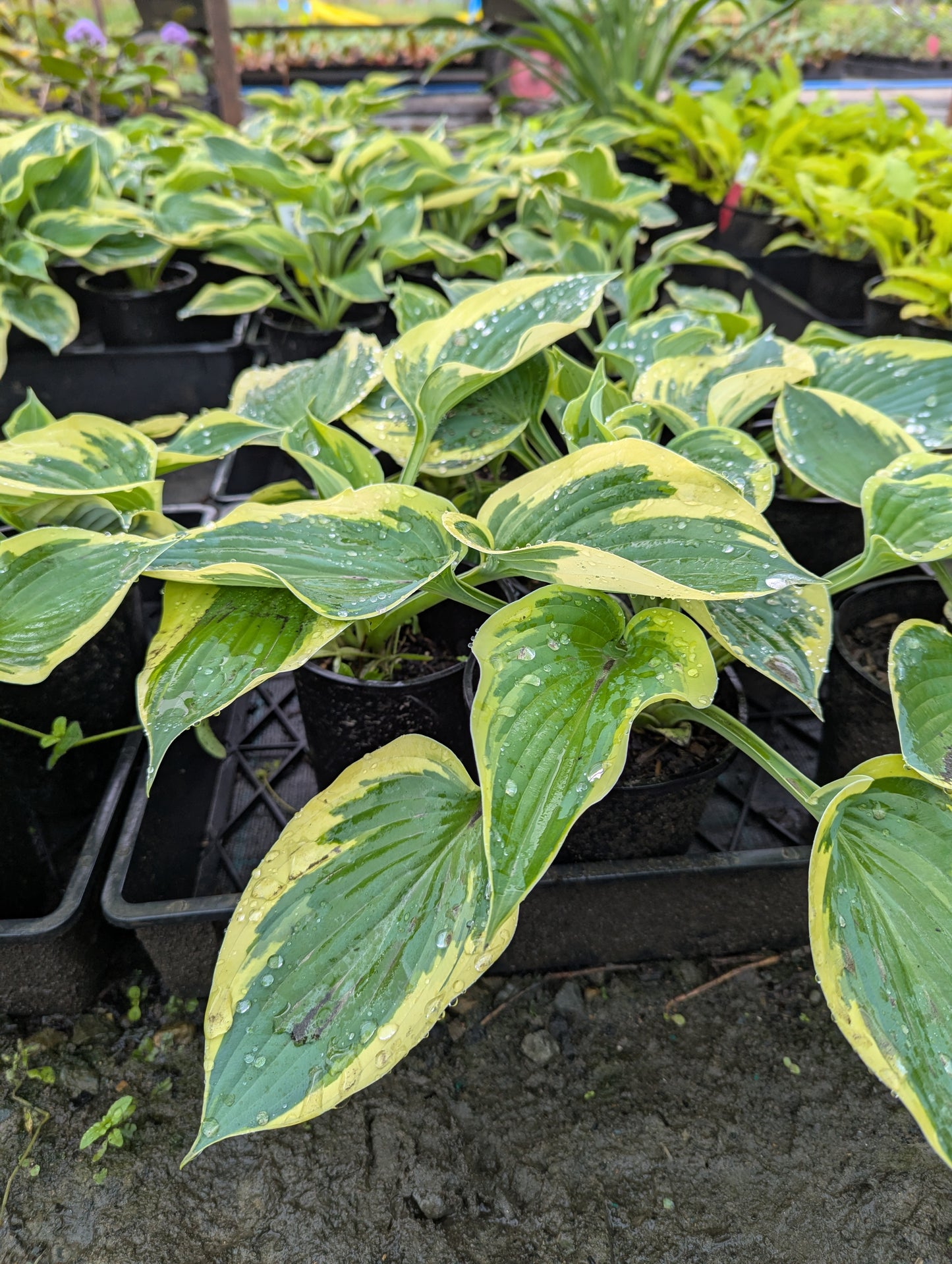 Hosta Hi Class