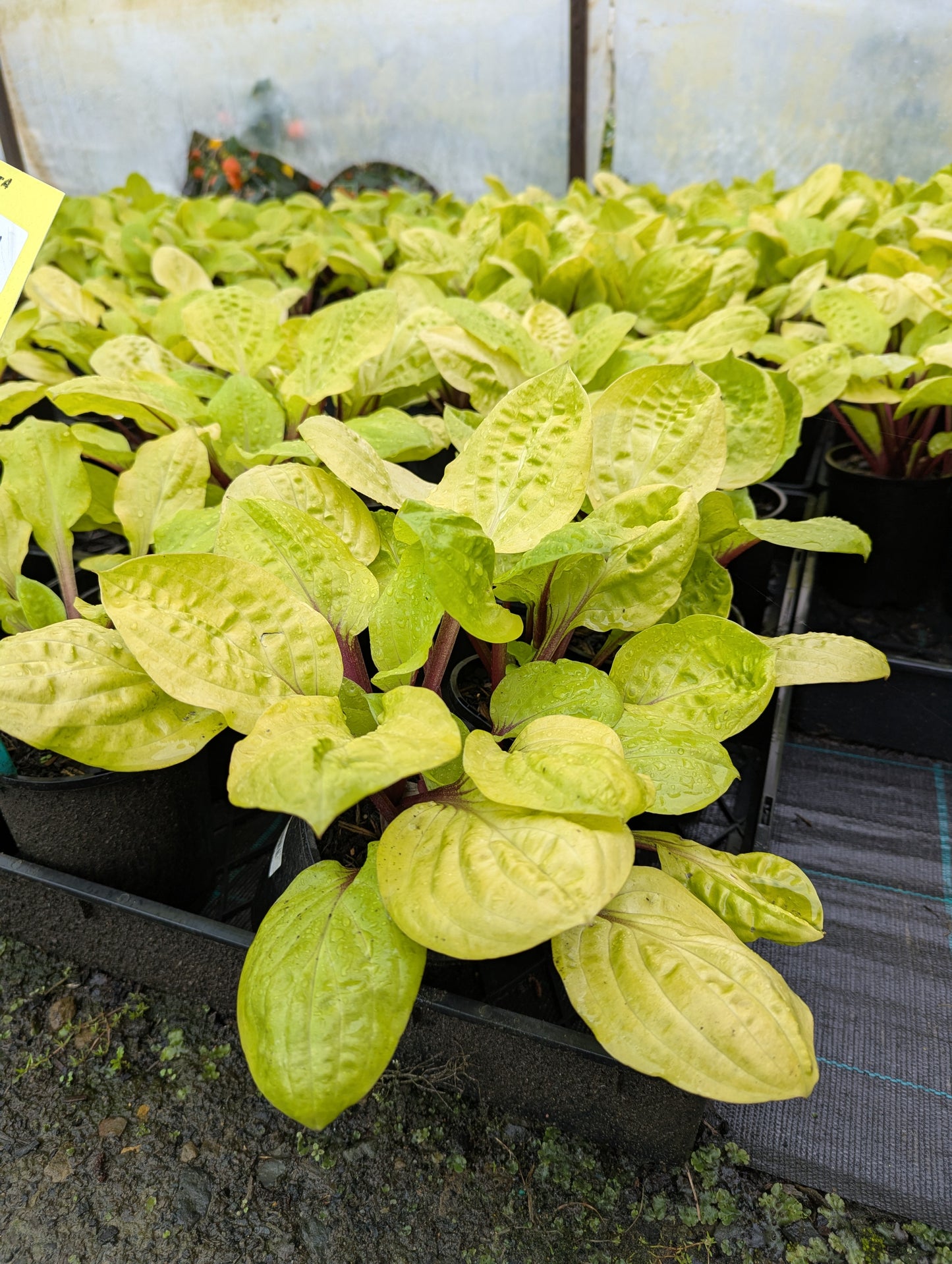 Hosta Lemon Snap