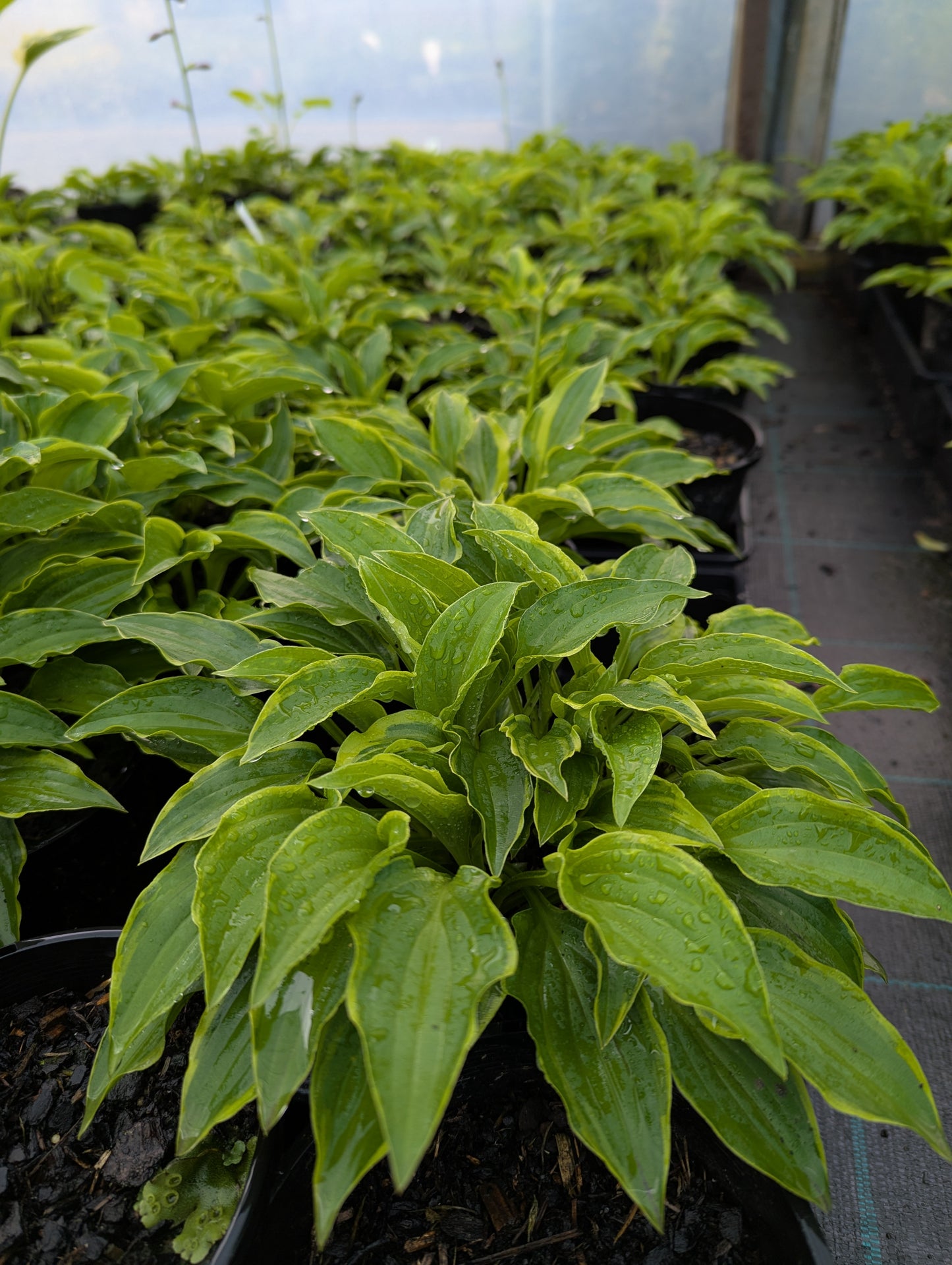 Hosta Lemon Lime