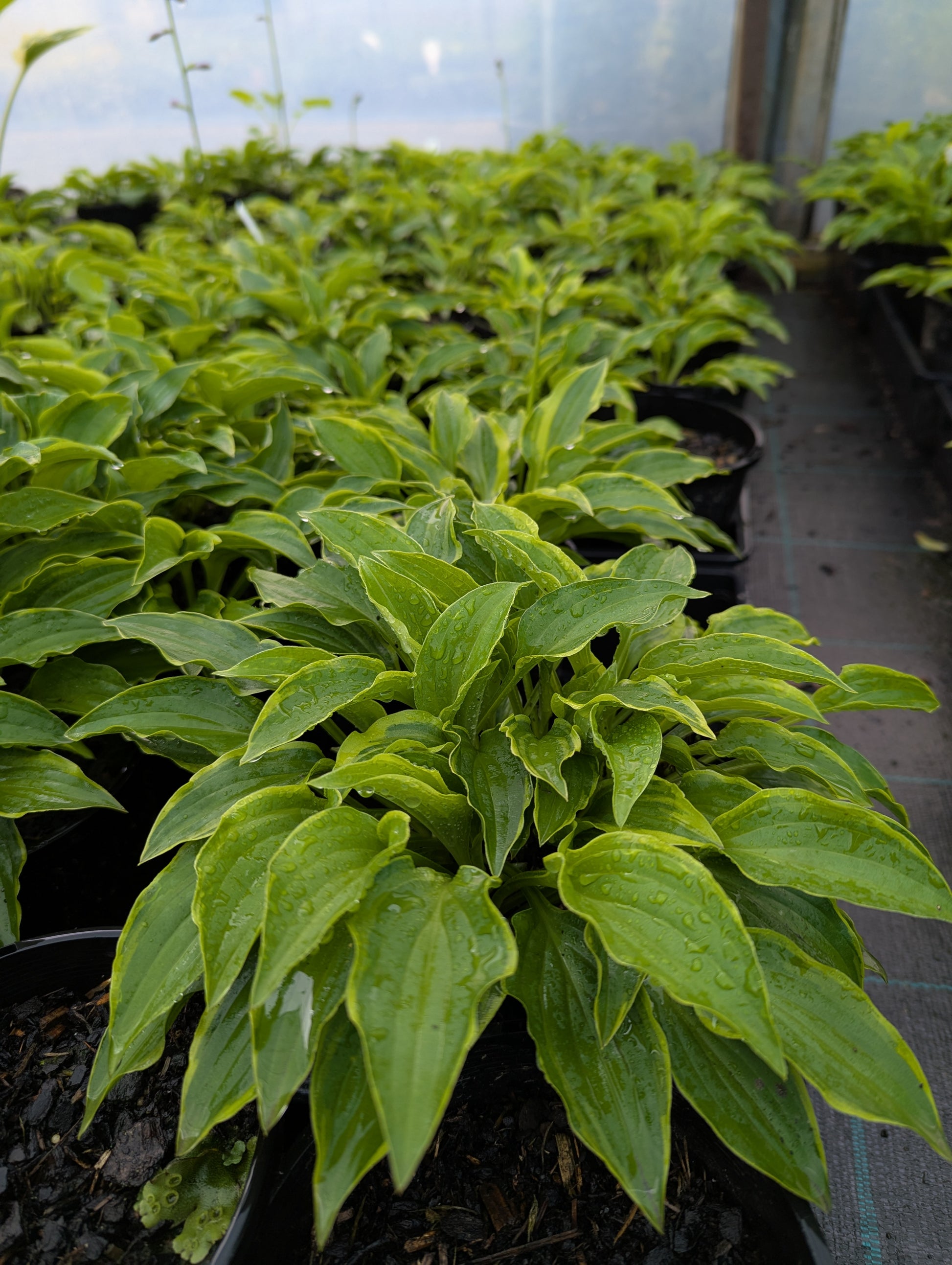 the plant broker