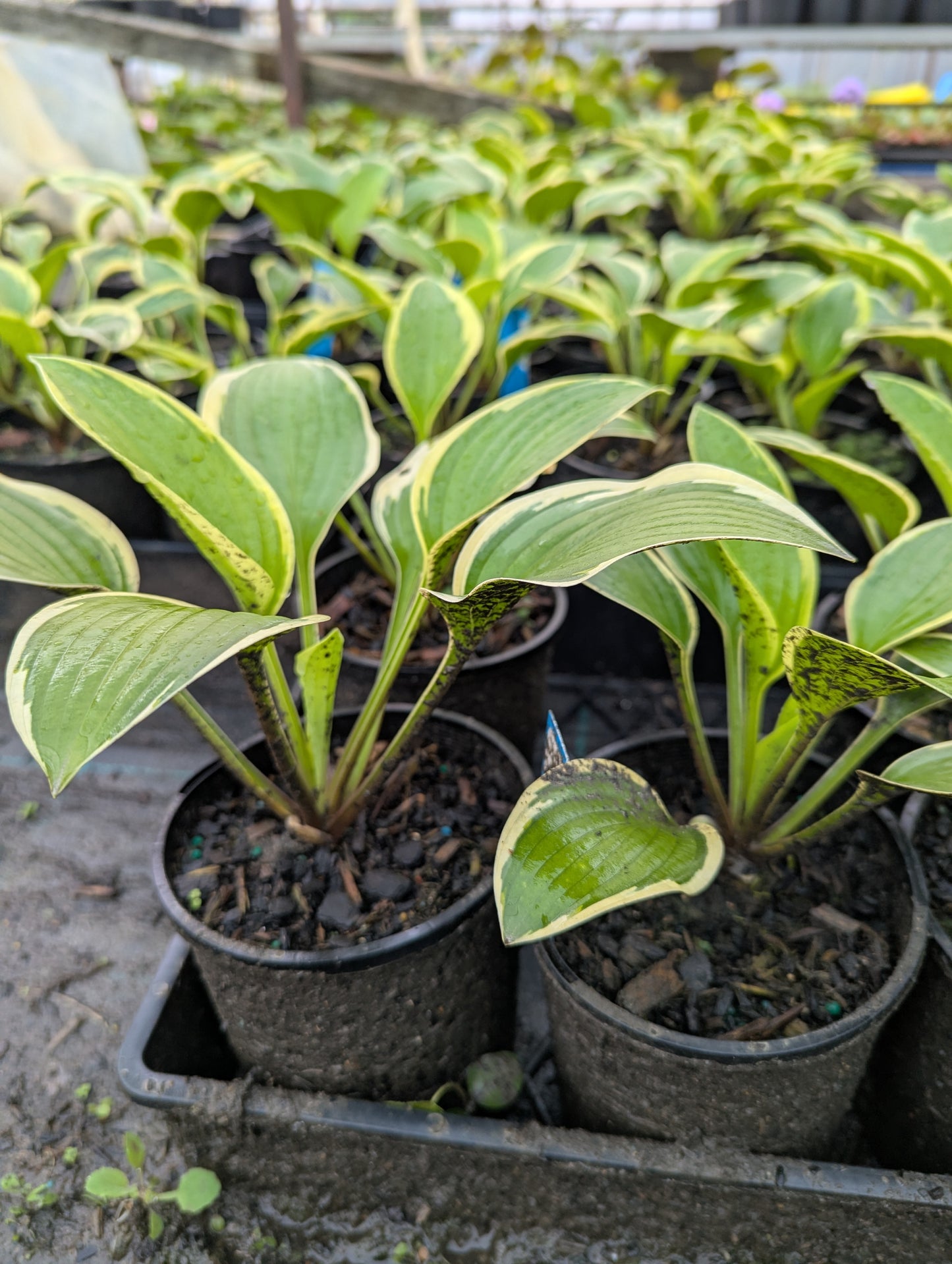 Hosta Queen Josephine