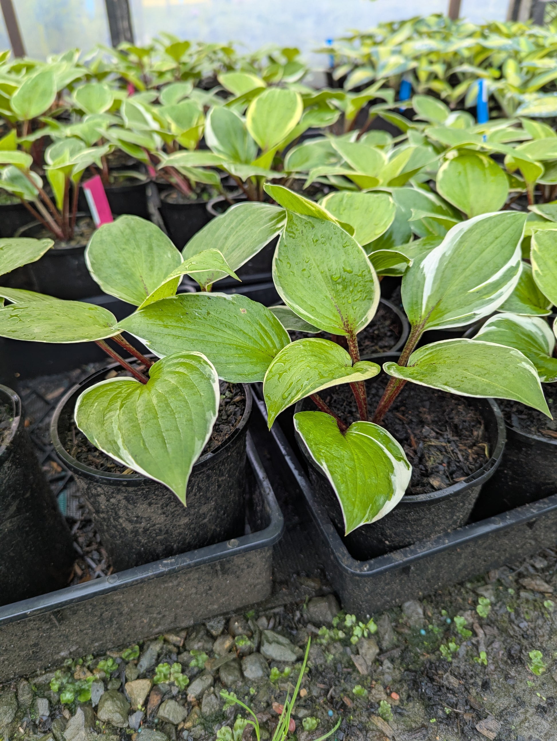 the plant broker