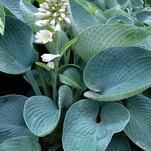 the plant broker