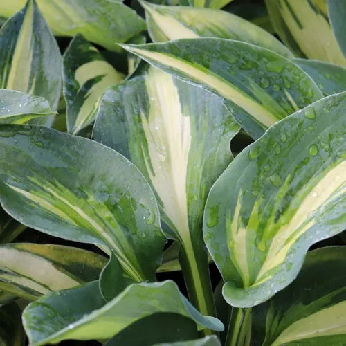 Hosta 'Hudson Bay'