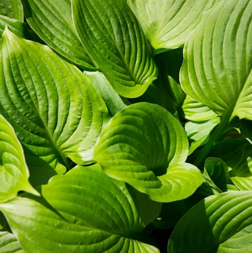 Hosta grandiflora