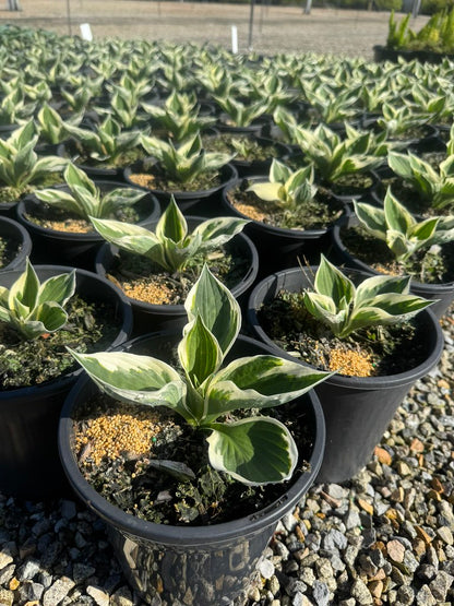 Hosta hybrid 'Minuteman'