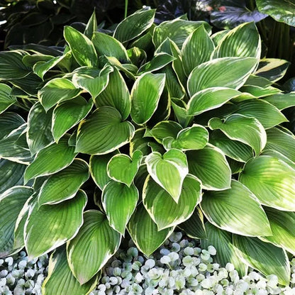 Hosta hybrid 'Minuteman'