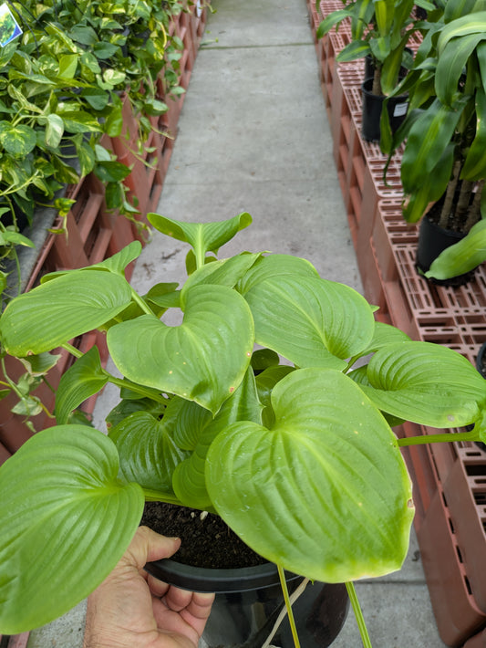 Hosta plantaginea grandiflora