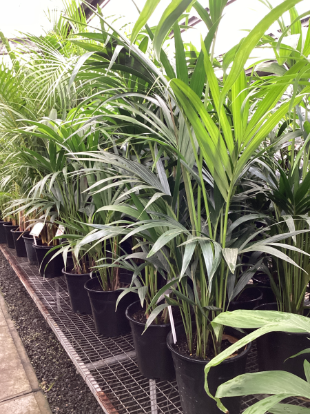 the plant broker