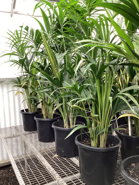 the plant broker