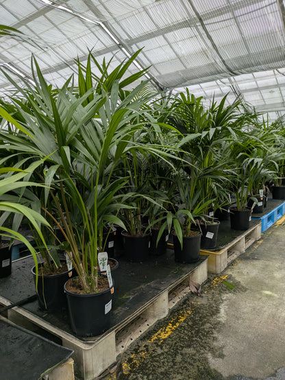howea forsteriana indoor plants Howea forsteriana – The Plant Broker