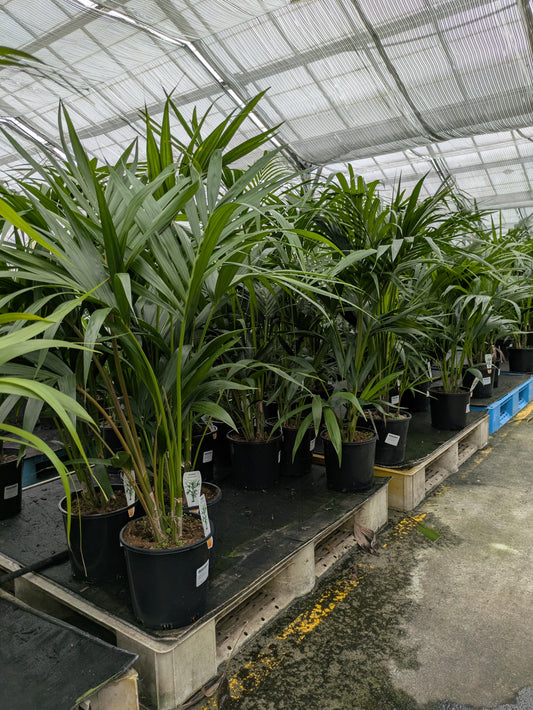 Howea forsteriana