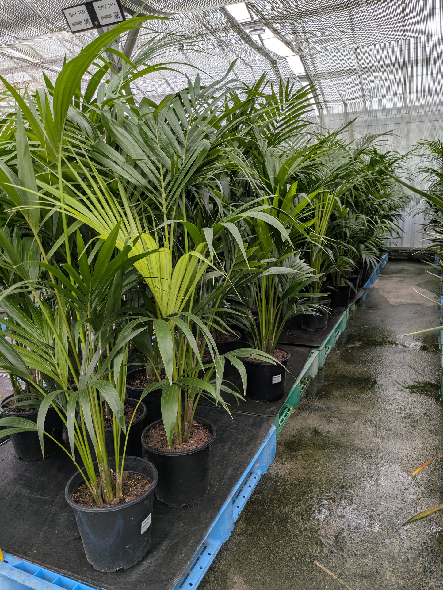 Howea forsteriana
