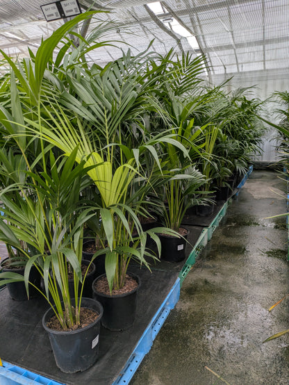 Howea forsteriana