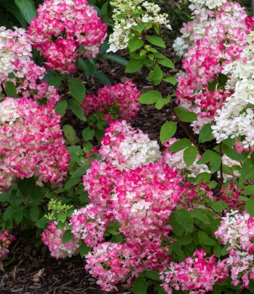 Hydrangea Diamond Rouge