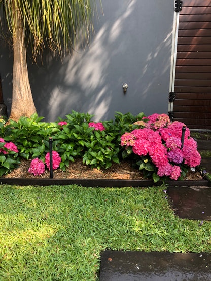 Hydrangea macrophylla Piamina