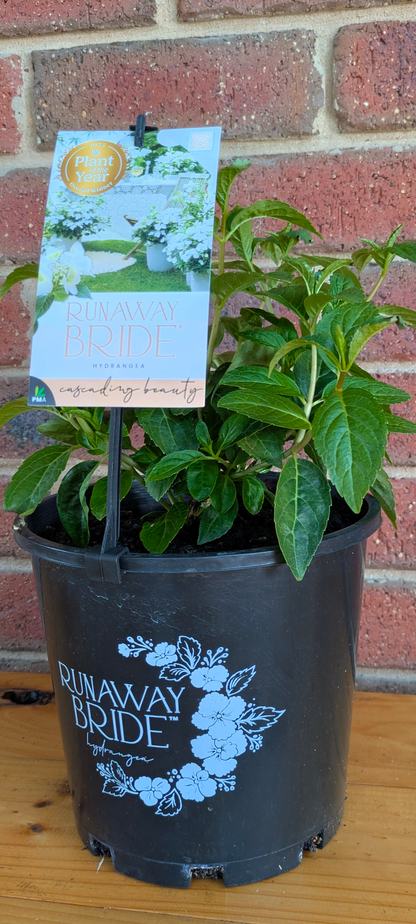 Hydrangea 'Runaway Bride'