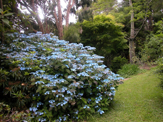 Hydrangea Serrata Blue Deckle