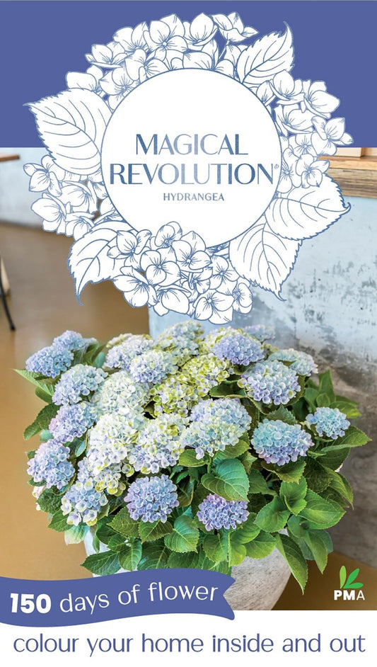 Hydrangea ‘Blue Magical Revolution’
