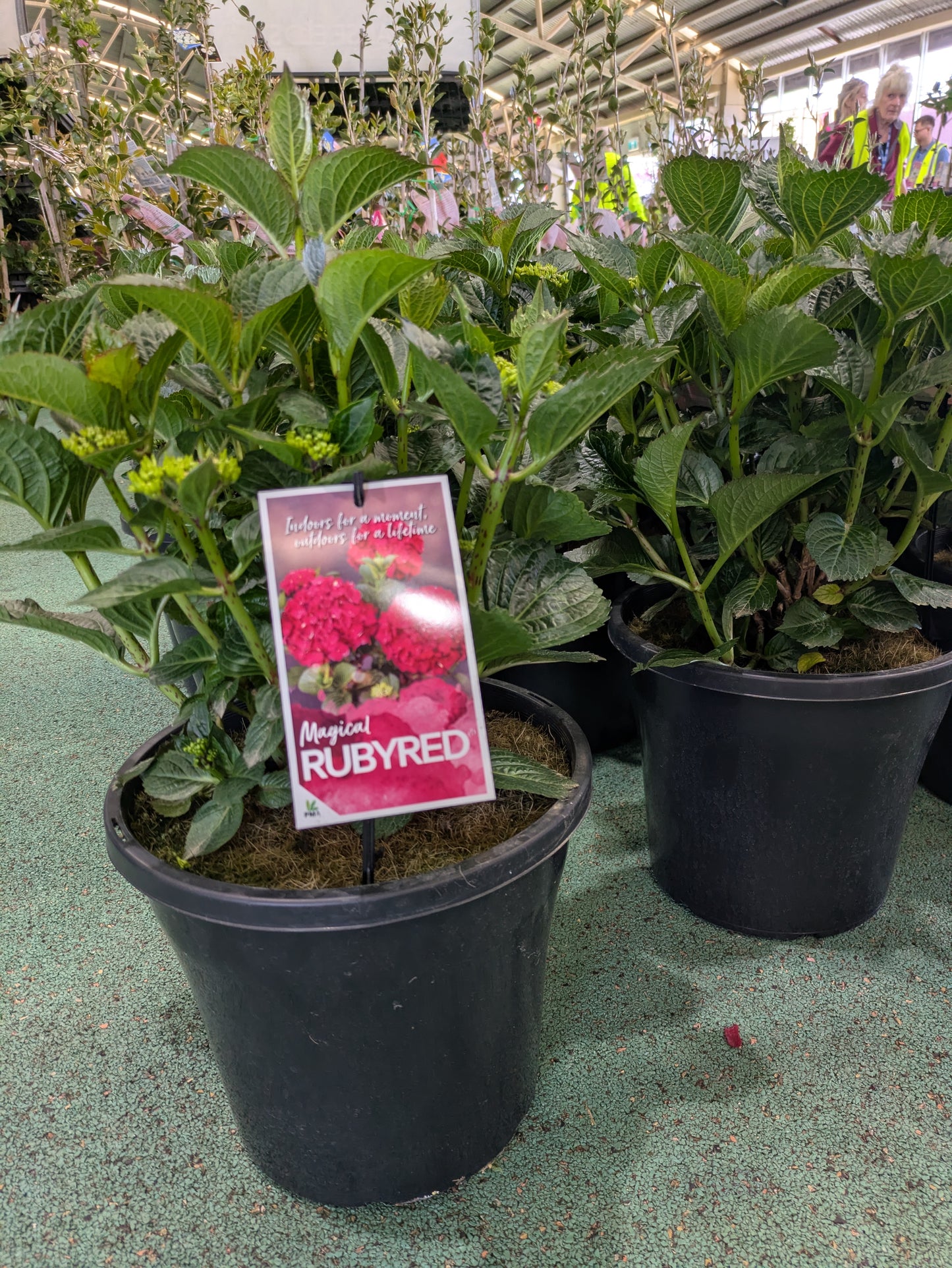 Hydrangea 'Magical Ruby Red'