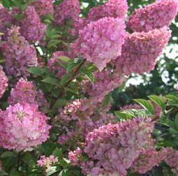 Hydrangea paniculata 'Sundae Fraise' pbr
