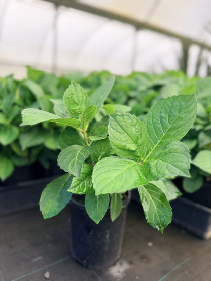 Hydrangea macrophylla Bichon