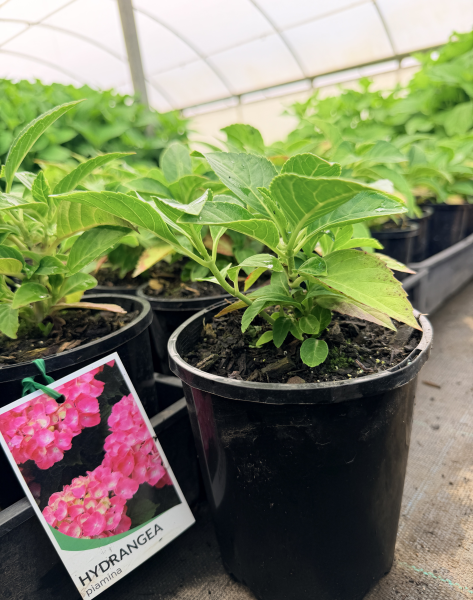 Hydrangea macrophylla Piamina
