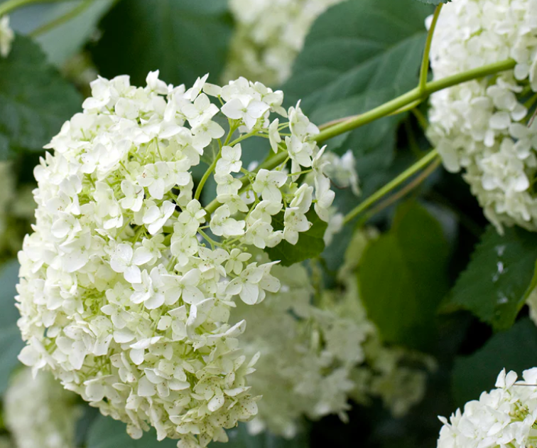 Hydrangea arborescens Annabelle