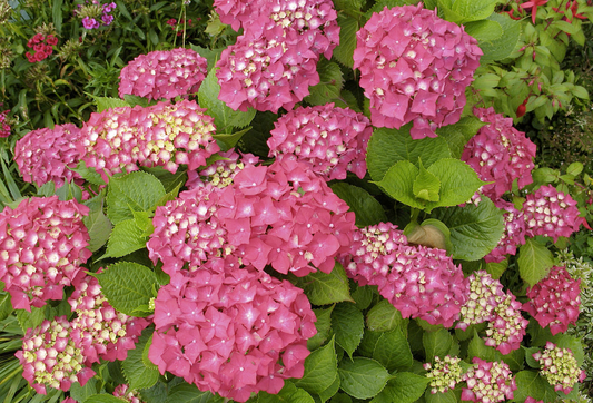 Hydrangea macrophylla