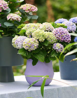 Hydrangea macrophylla Amethyst